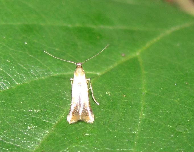 Coptotriche marginea (Tischeriidae)